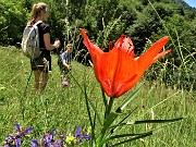 67 Lilium bulbiferum (Giglio rosso o giglio di San Giovanni)